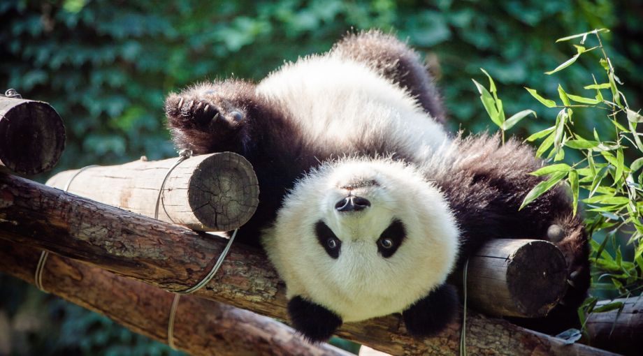 Cina Classica
