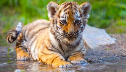 Exotic Malaysia Summer 26