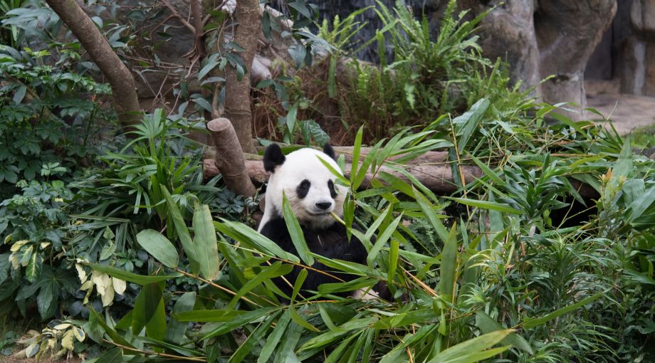 Cina: Panda e Avatar