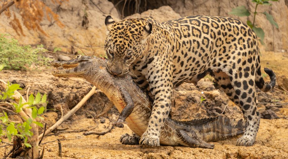 Il Cuore del Brasile - Partenza speciale 7 agosto con Tour Leader Specialista dall'Italia